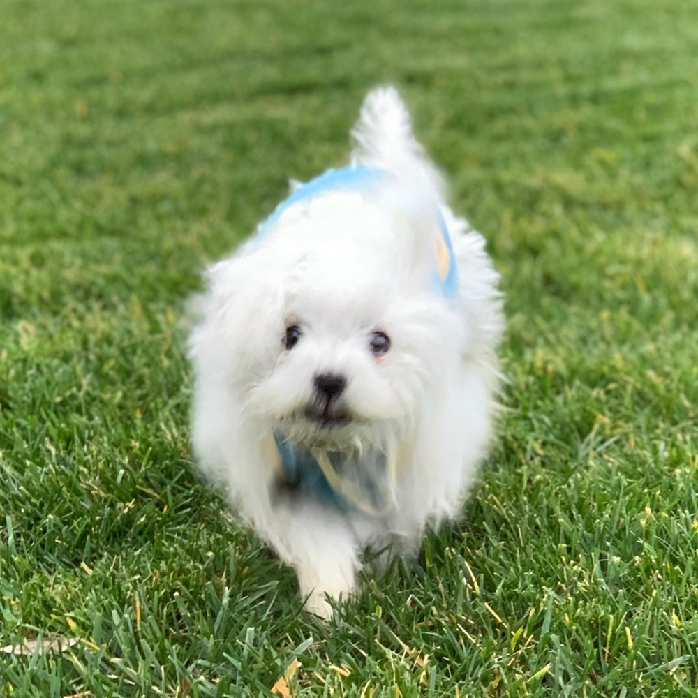 Meet your Posher, Cecilia